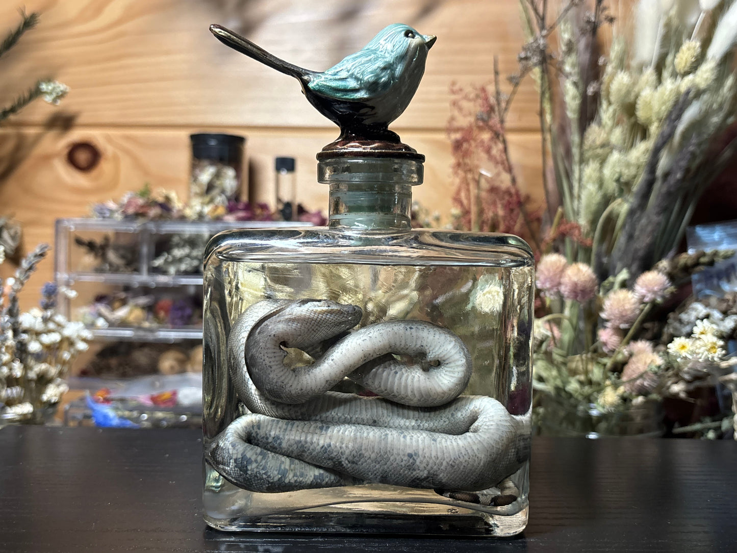 red tail boa hatchling wet specimen