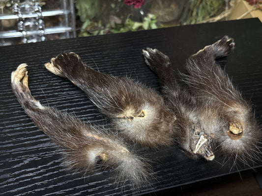 dried opossum feet