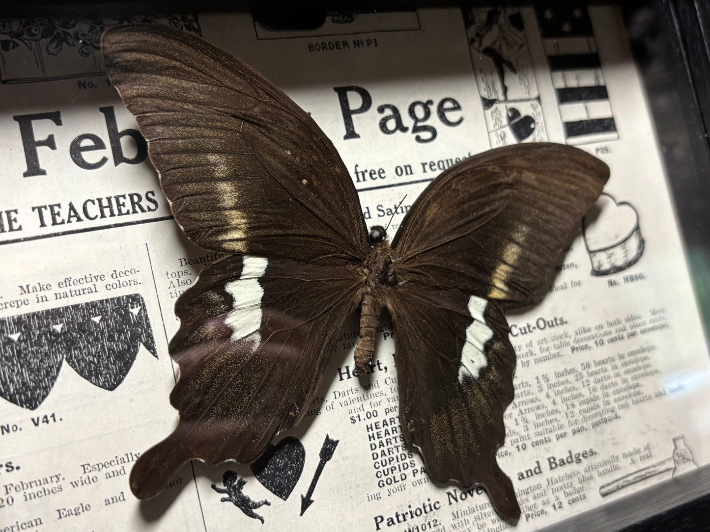 black swallowtail butterfly frame