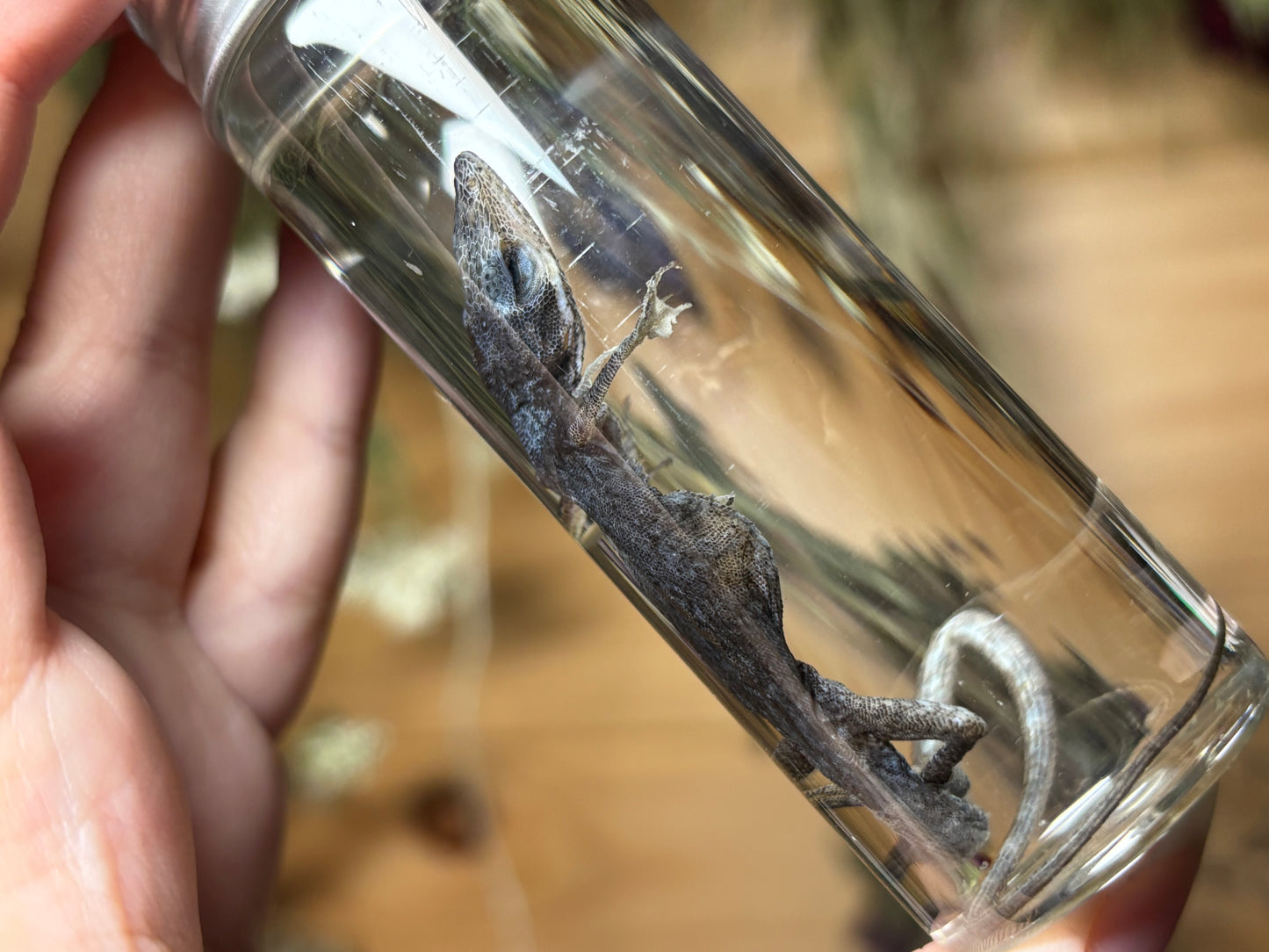 green anole wet specimens