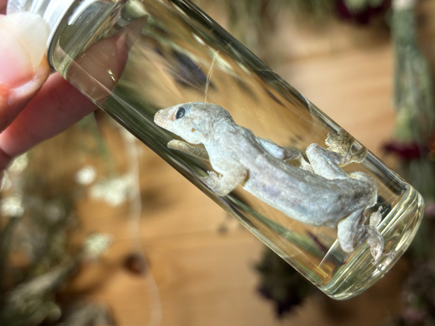 house gecko wet specimens