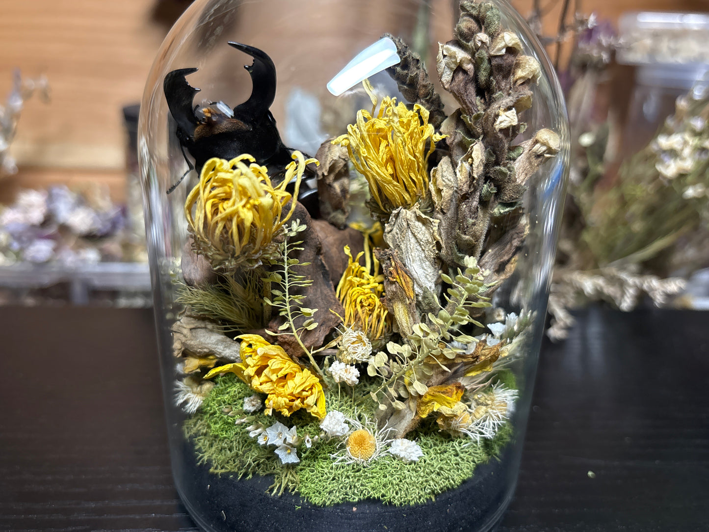 stag beetle cloche