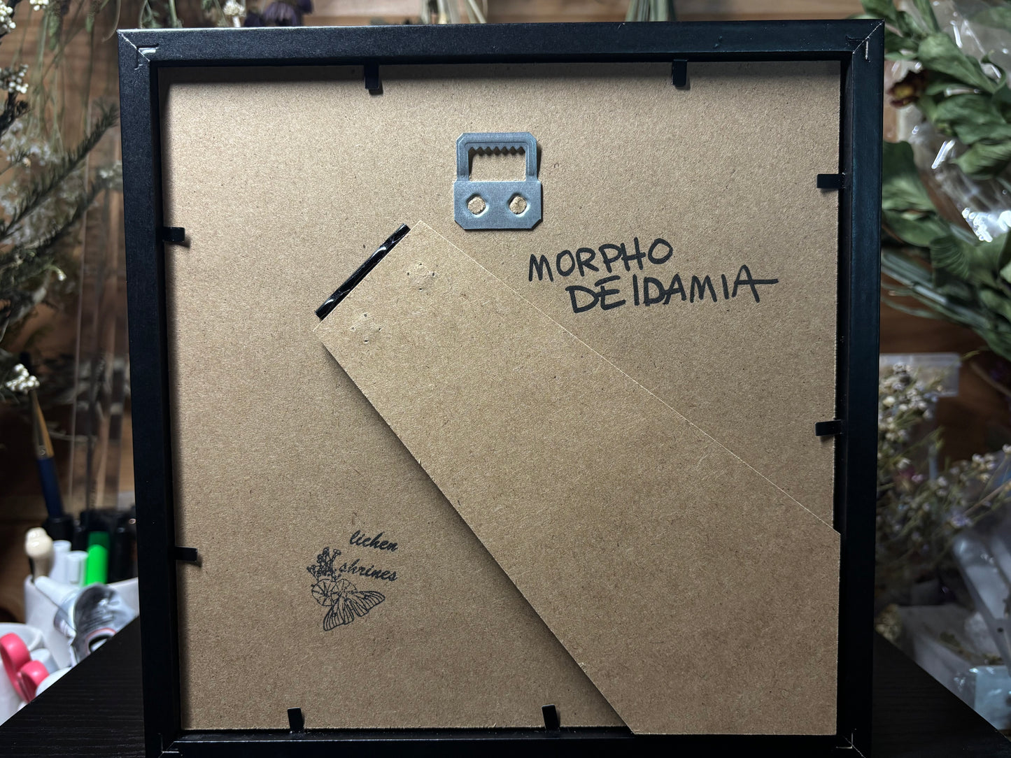 banded blue morpho frame