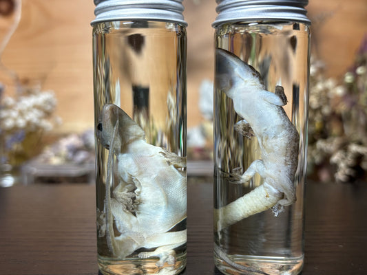 house gecko wet specimens