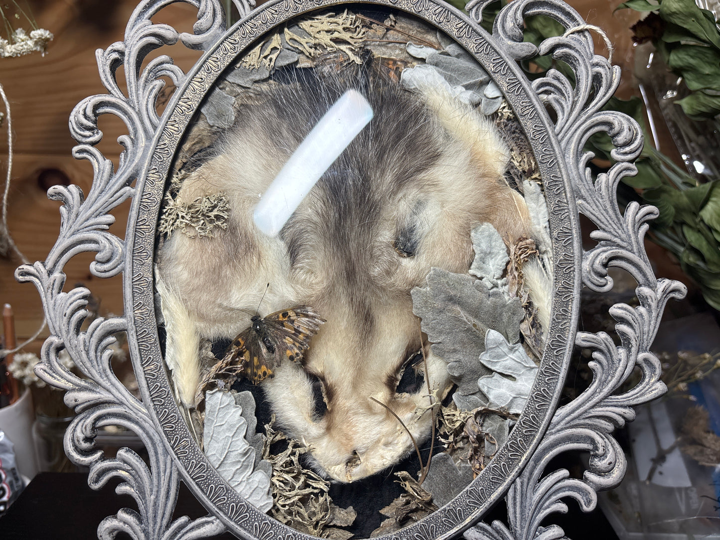 tanned opossum face & lady butterflies ornate frame