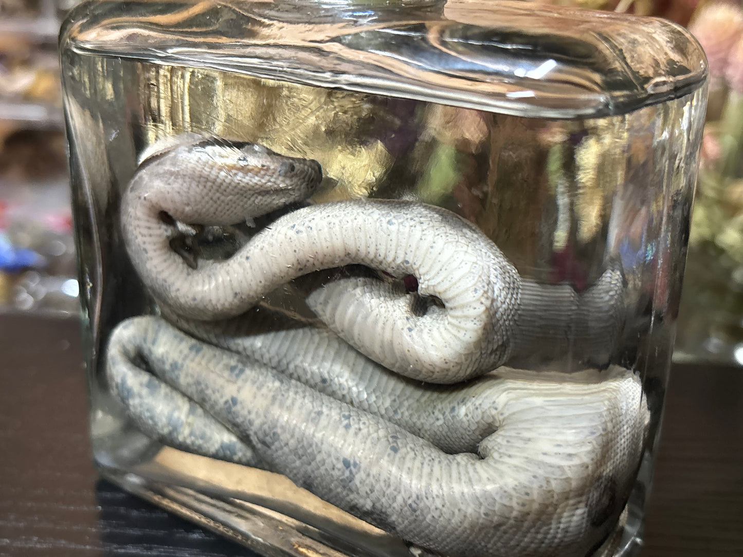 red tail boa hatchling wet specimen