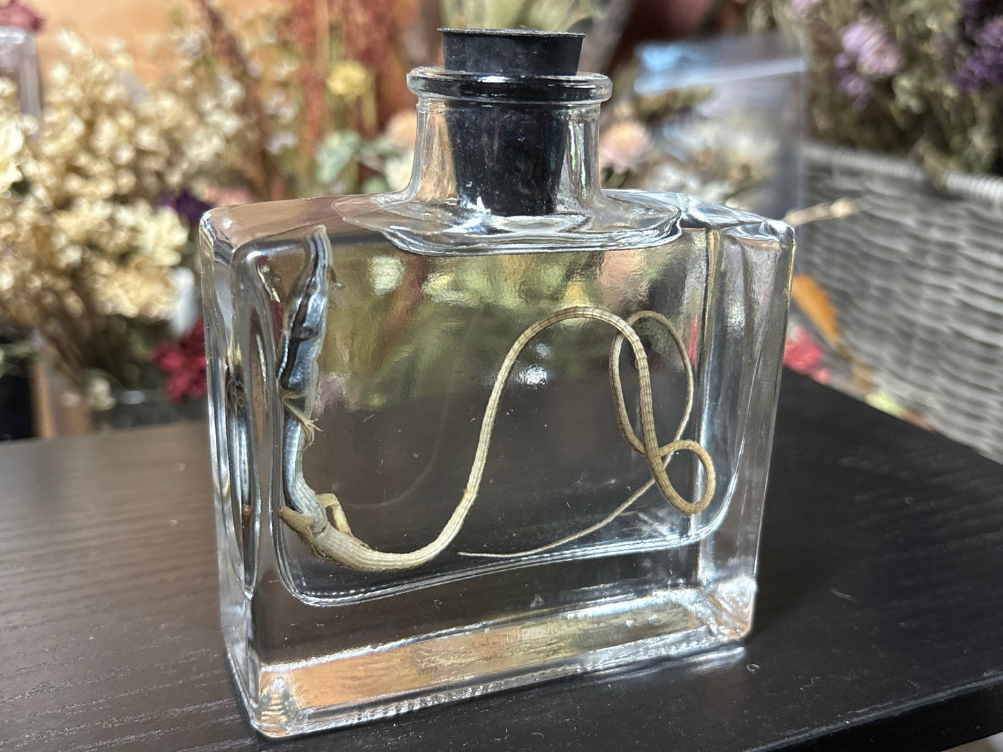 long-tailed grass lizard wet specimen