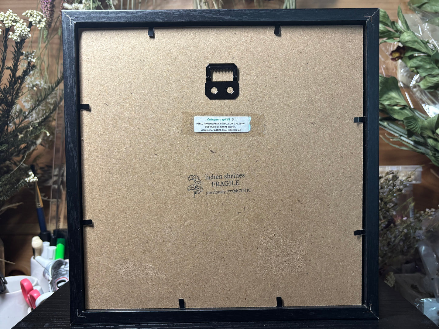 large leaf katydid frame