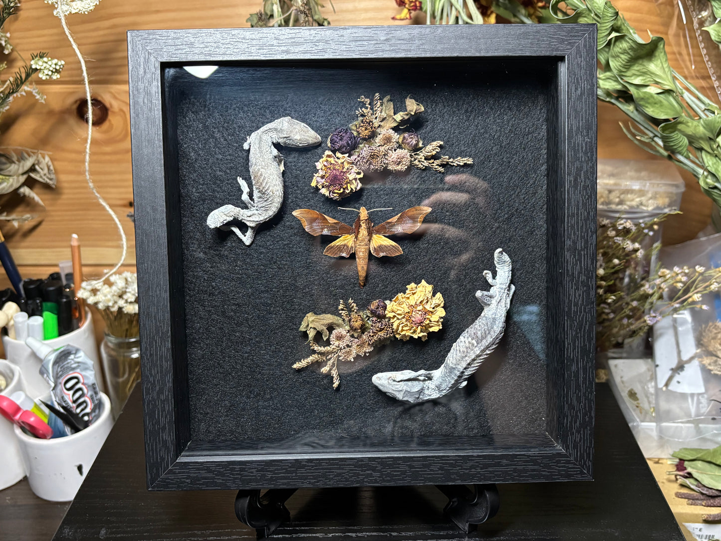 fat tail gecko pair & moth shrine frame