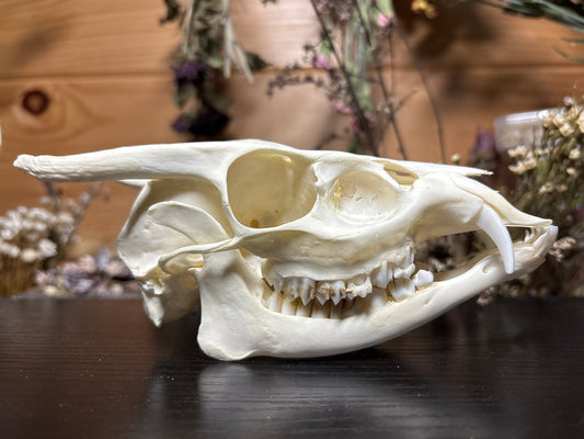 yearling muntjac skull