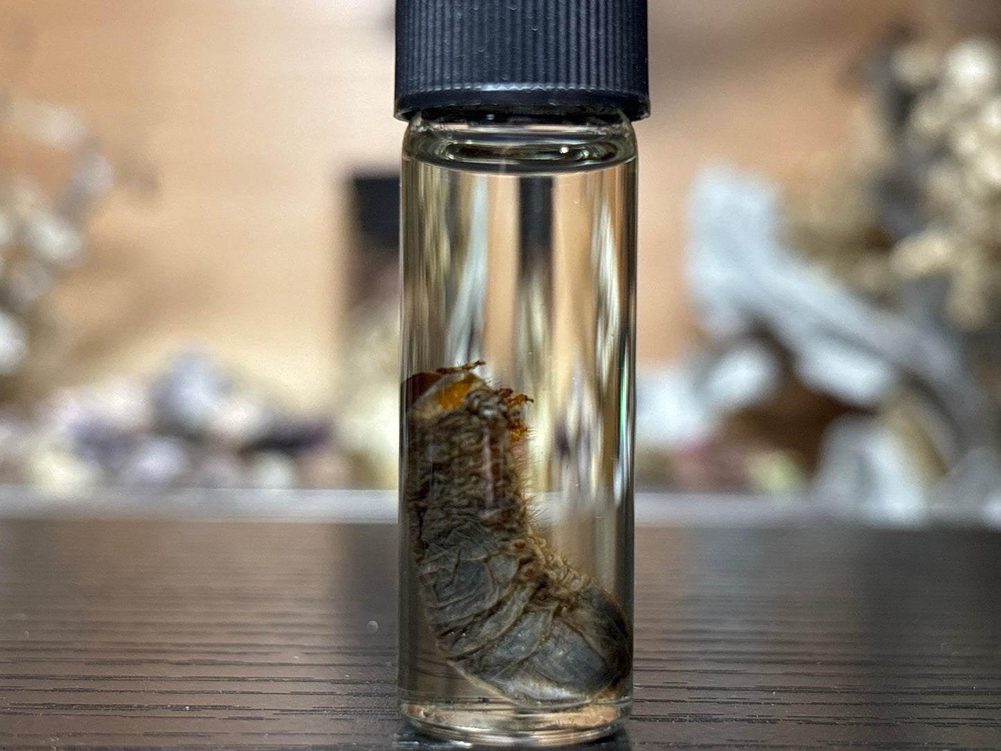 beetle grub wet specimen