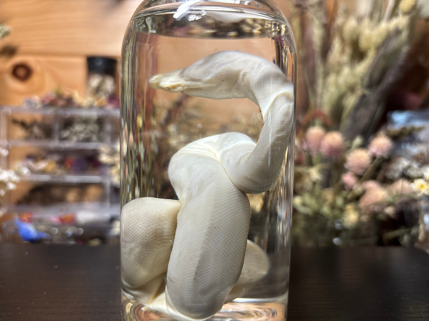 stillborn deformed ball python wet specimens