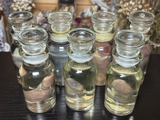 deformed newborn rabbit (spice jar) wet specimens