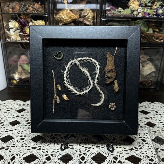 small snake skeleton & natural findings frame