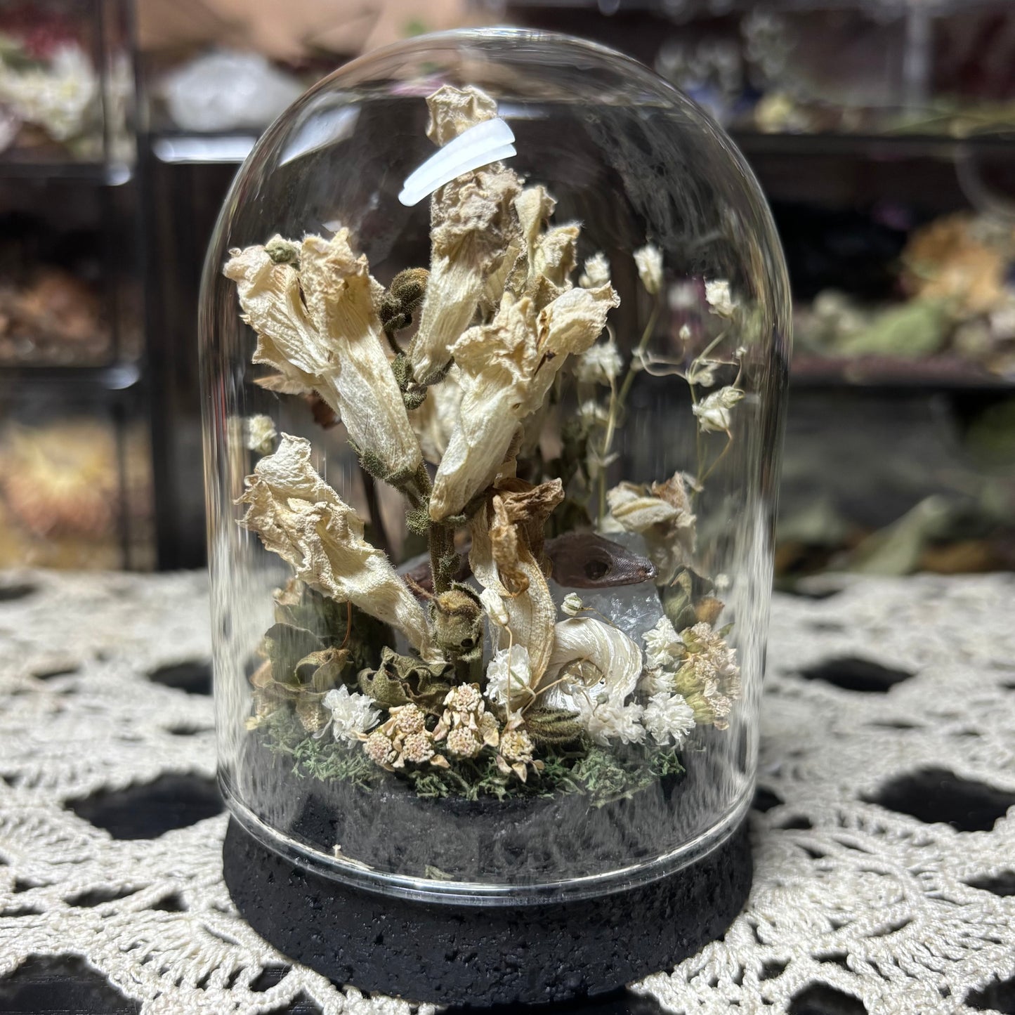 baby crested gecko dome shrine