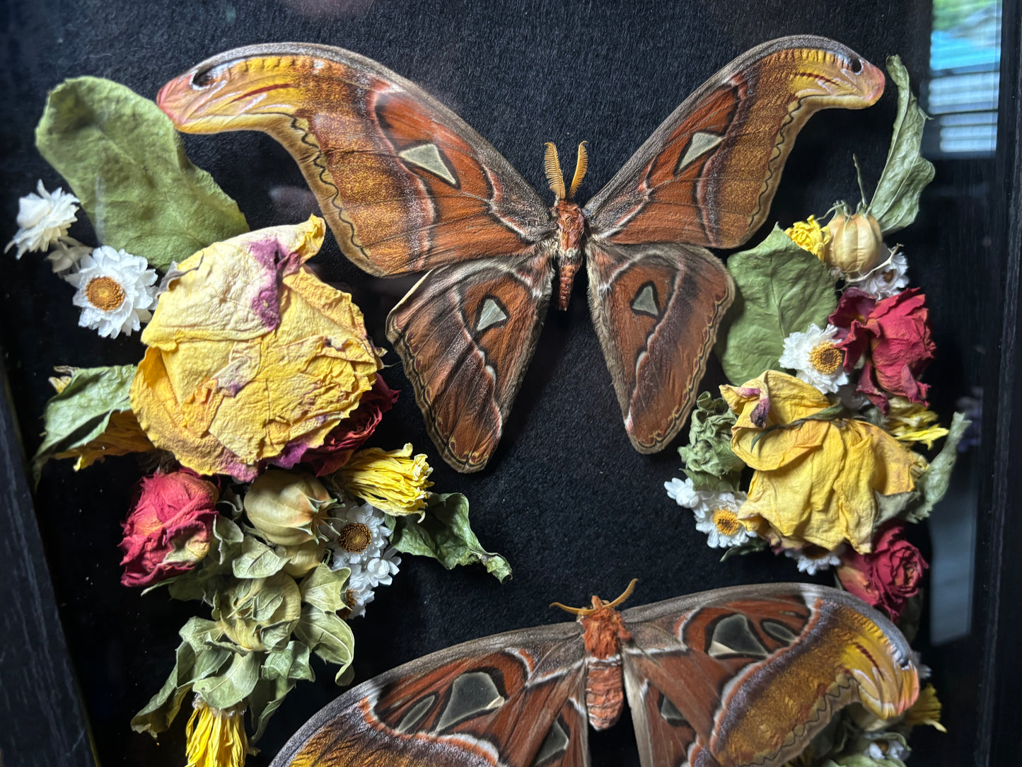 atlas moth pair frame