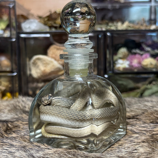 yellow-faced whip snake wet specimen