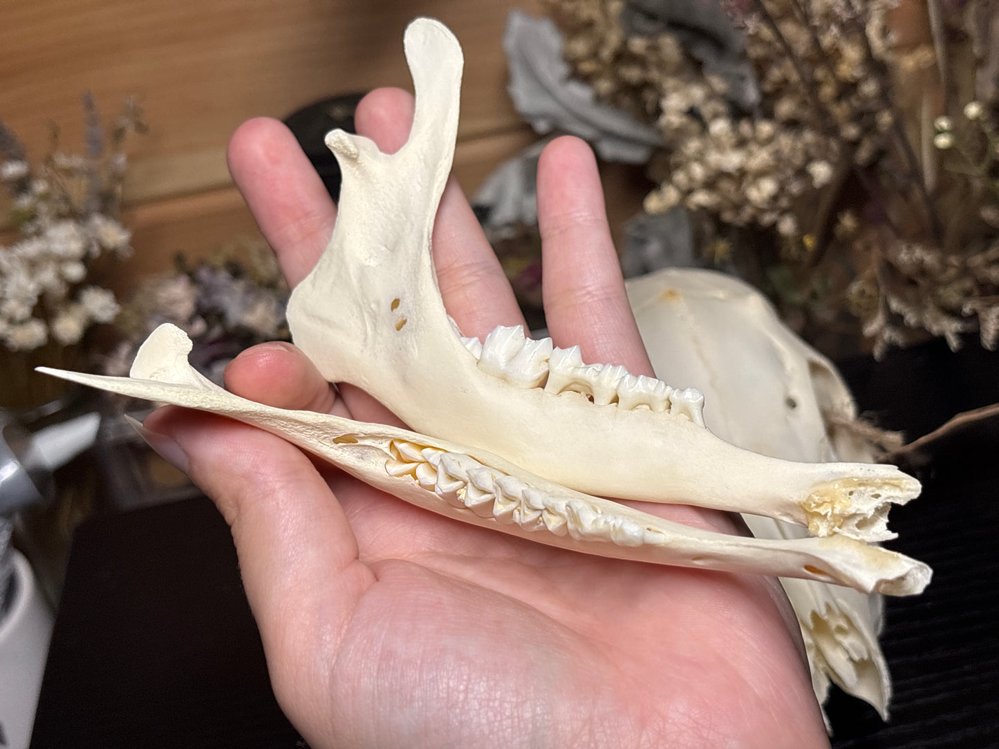 male roe deer fawn skull