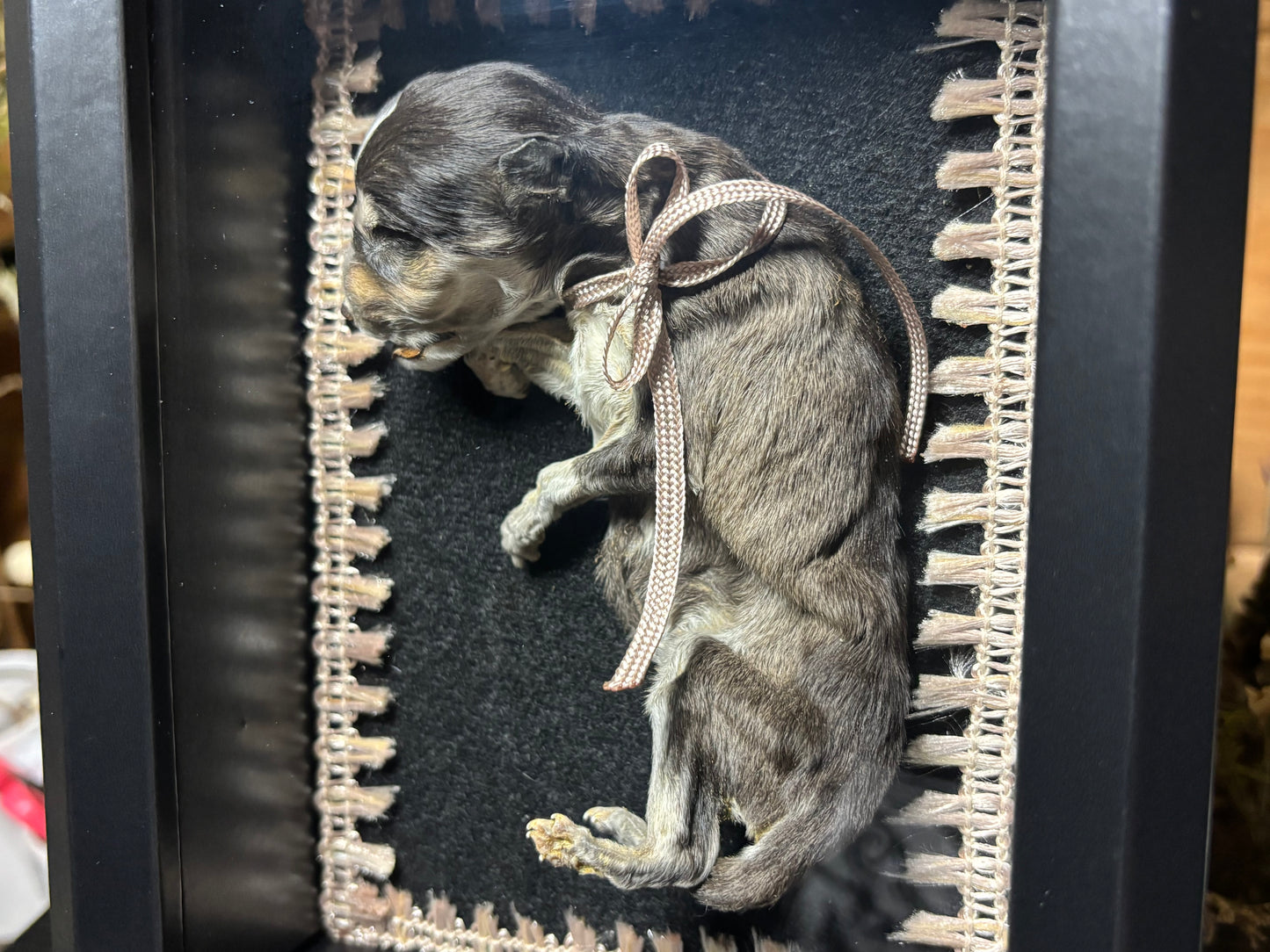 mummified klee kai puppy frame
