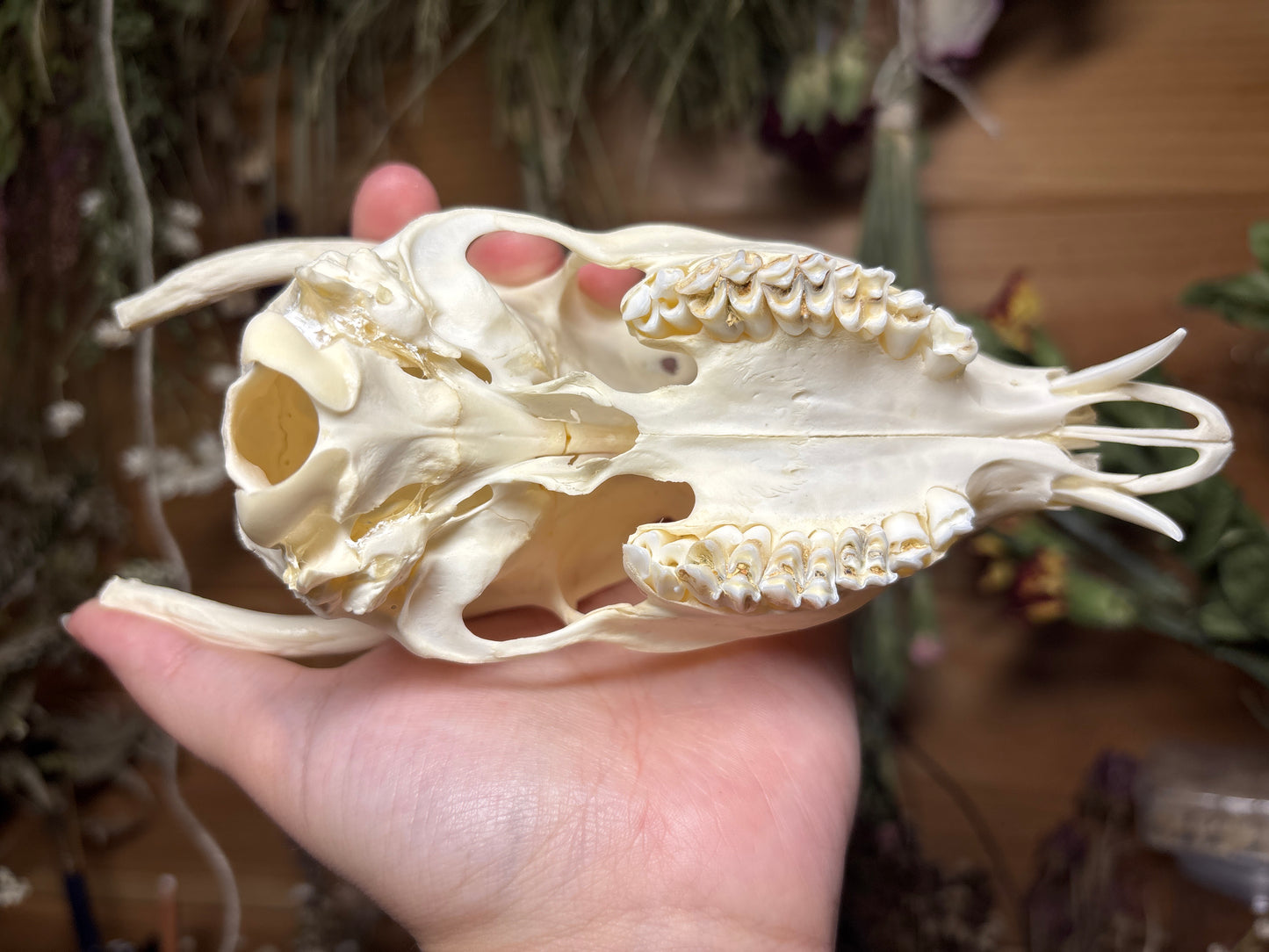 yearling muntjac skull