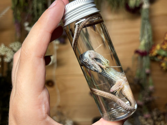 long-tailed grass lizard wet specimens