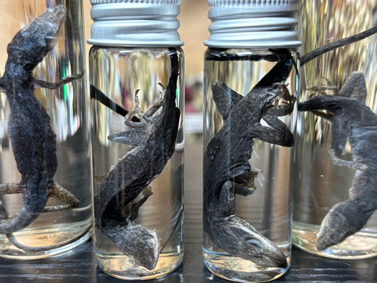 green anole wet specimens