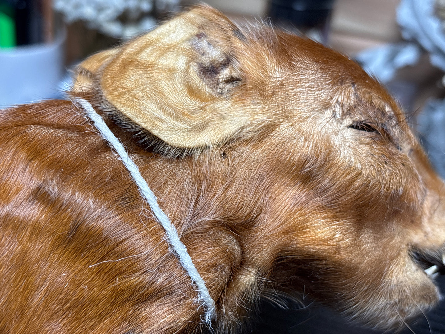 mummified kunekune piglet