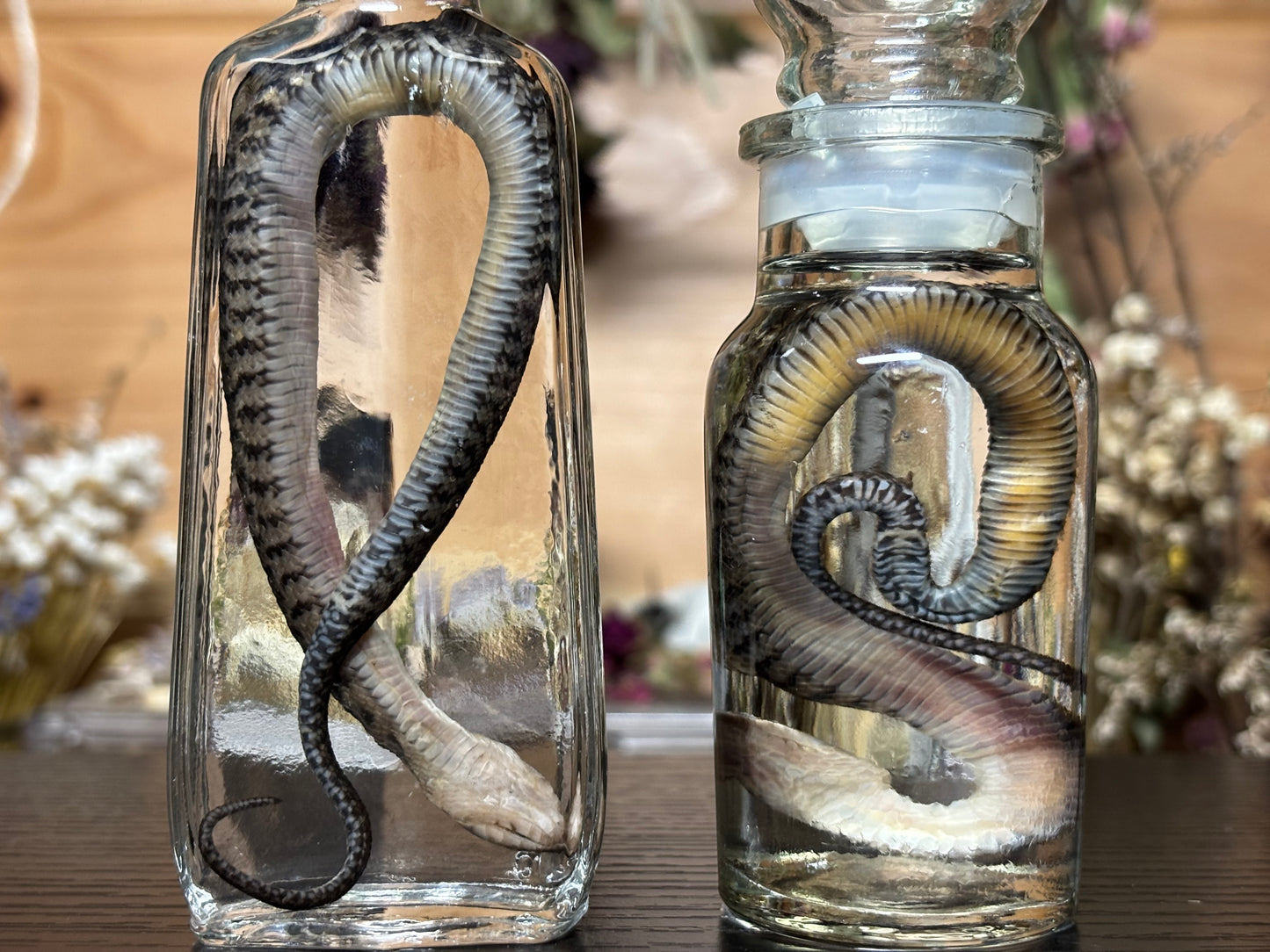 baby water snake wet specimens