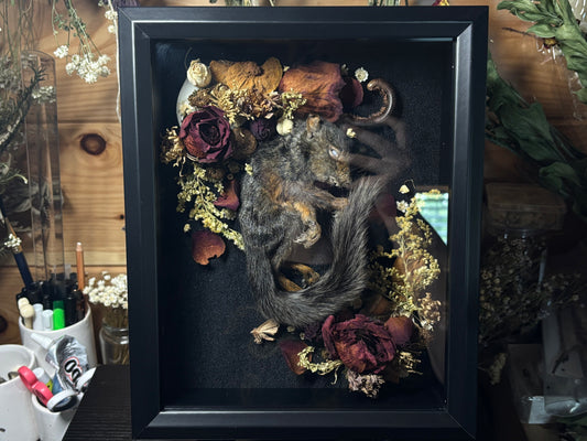 baby melanistic squirrel shrine frame