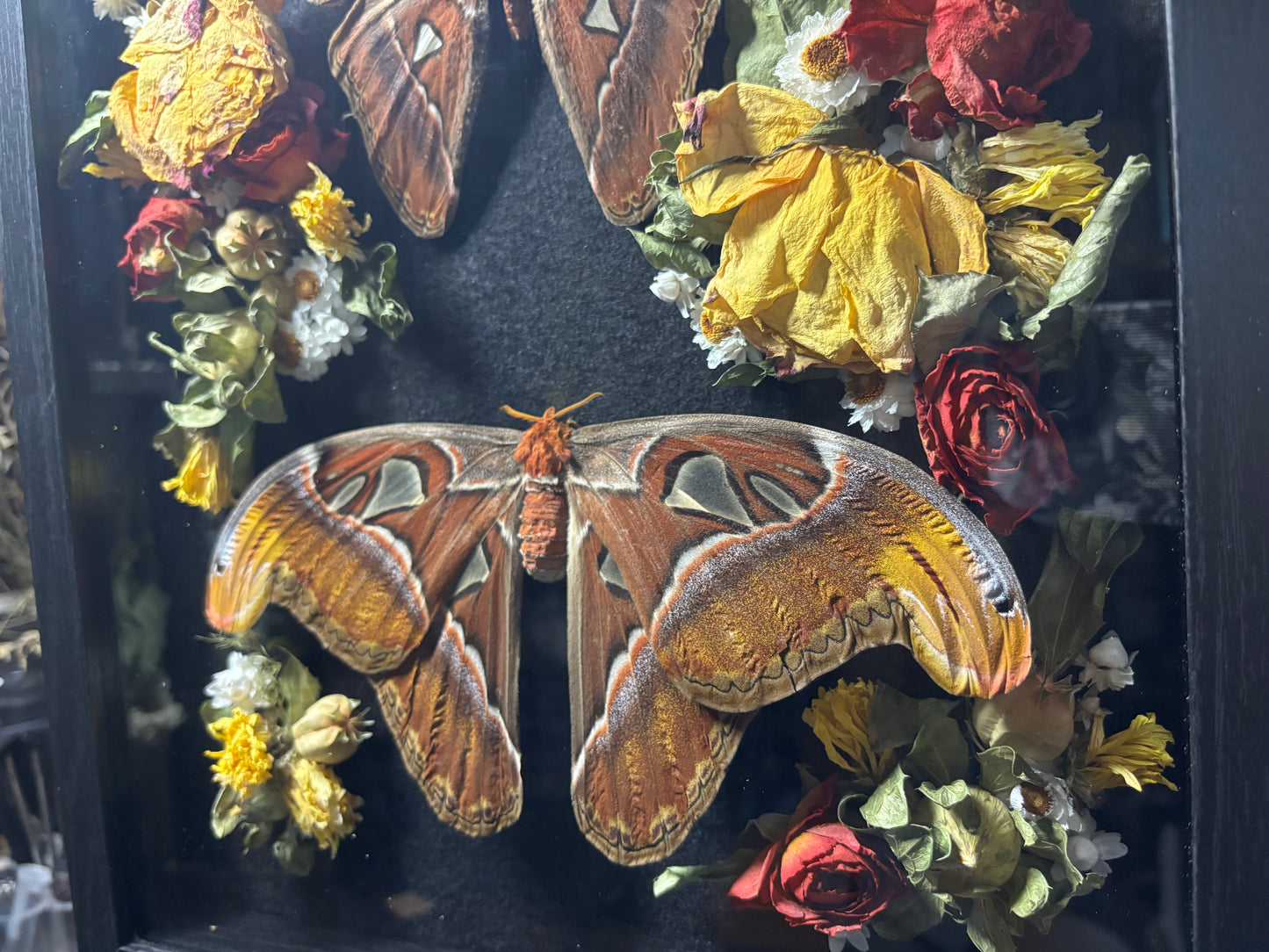 atlas moth pair frame