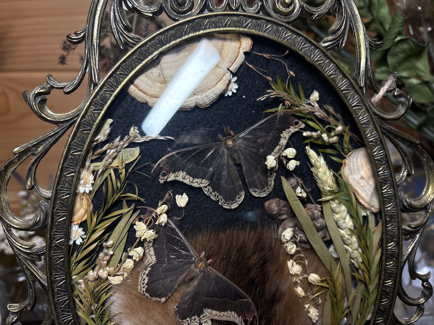 tanned muskrat face & promethea moths ornate frame
