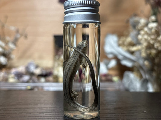 little brown skink wet specimen