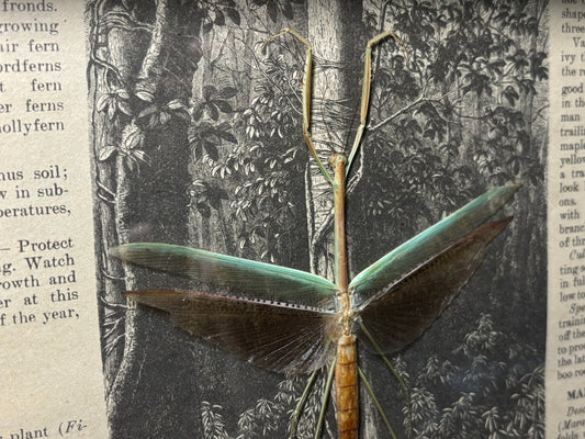 asian green mantis frame