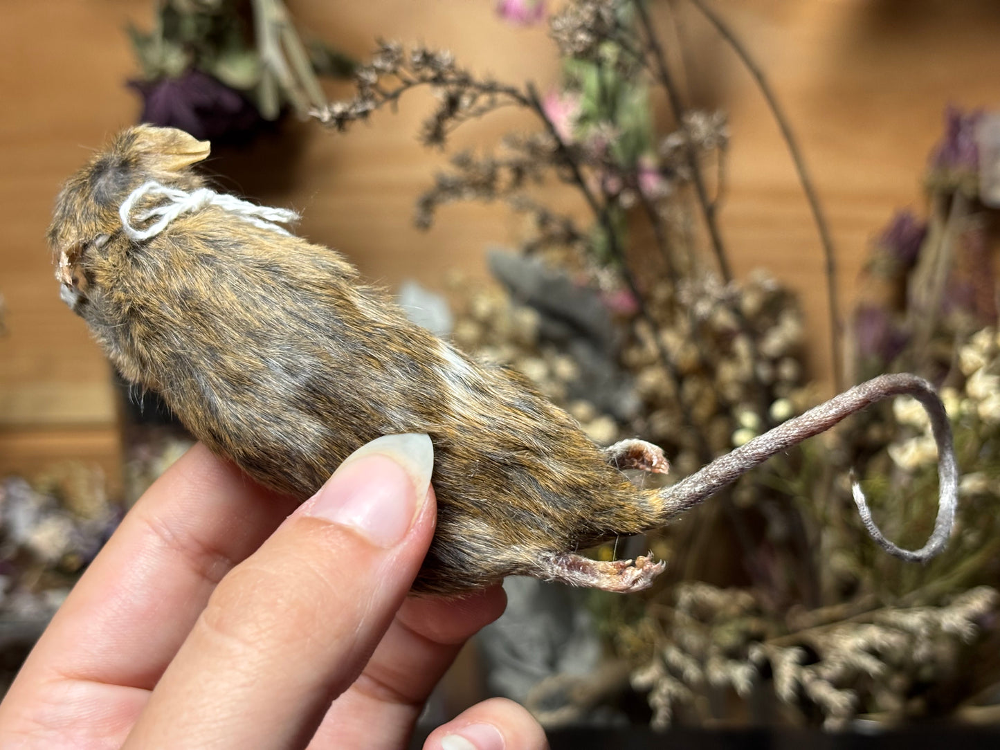 mummified brindle adult fancy mouse