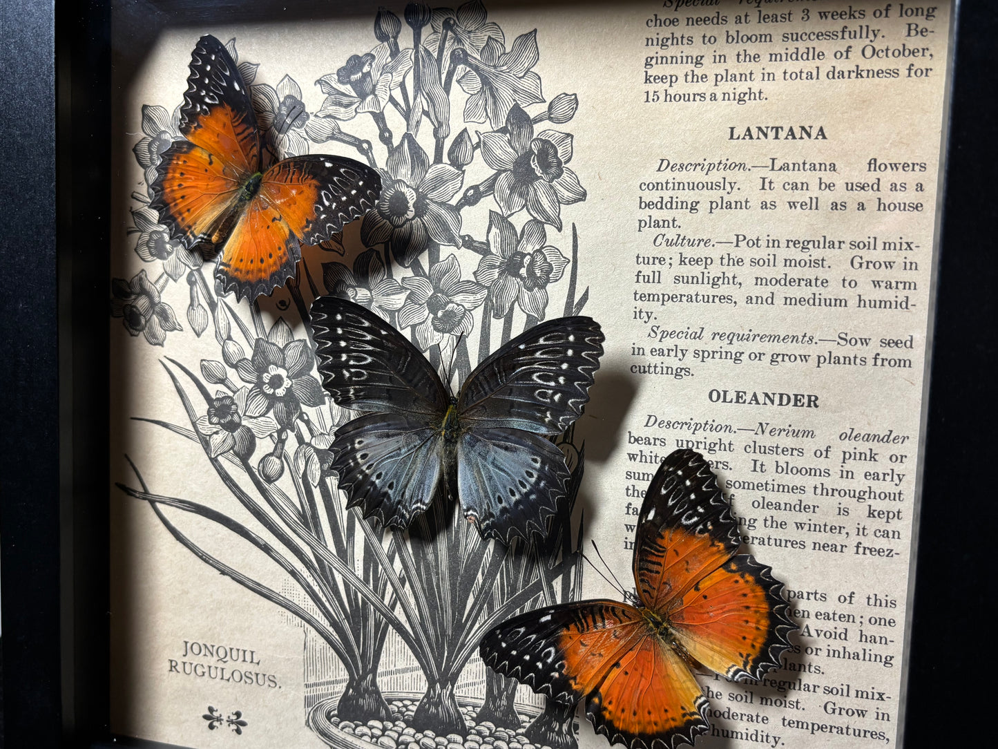 lacewing butterfly trio frame