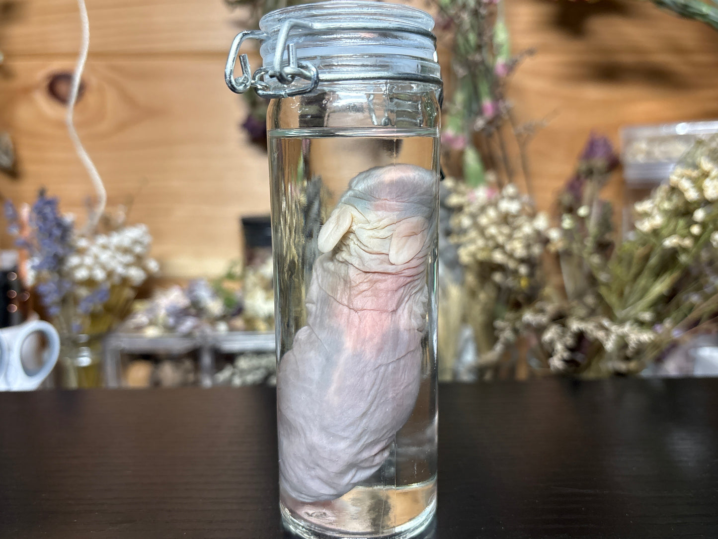 newborn domestic rabbit wet specimen