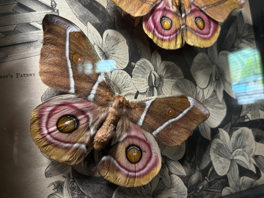 bullseye moth pair frame