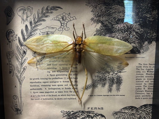 large leaf katydid frame