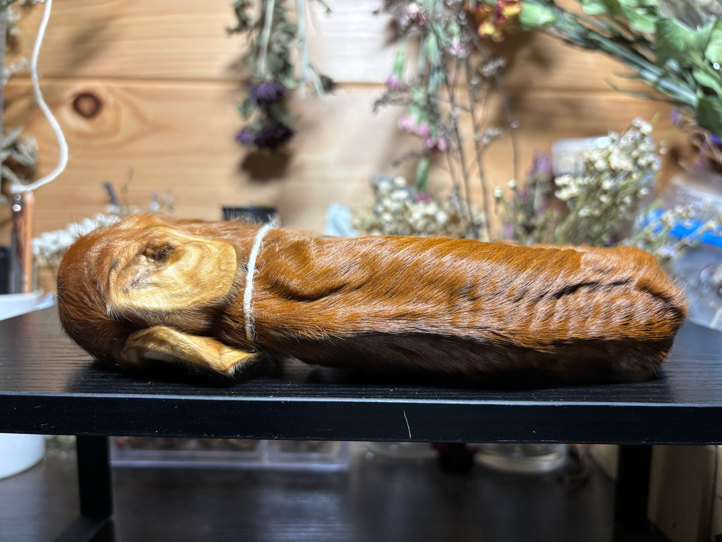 mummified kunekune piglet