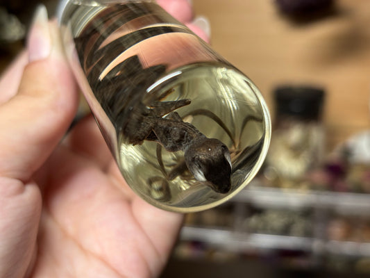 baby brown basilisk wet specimen
