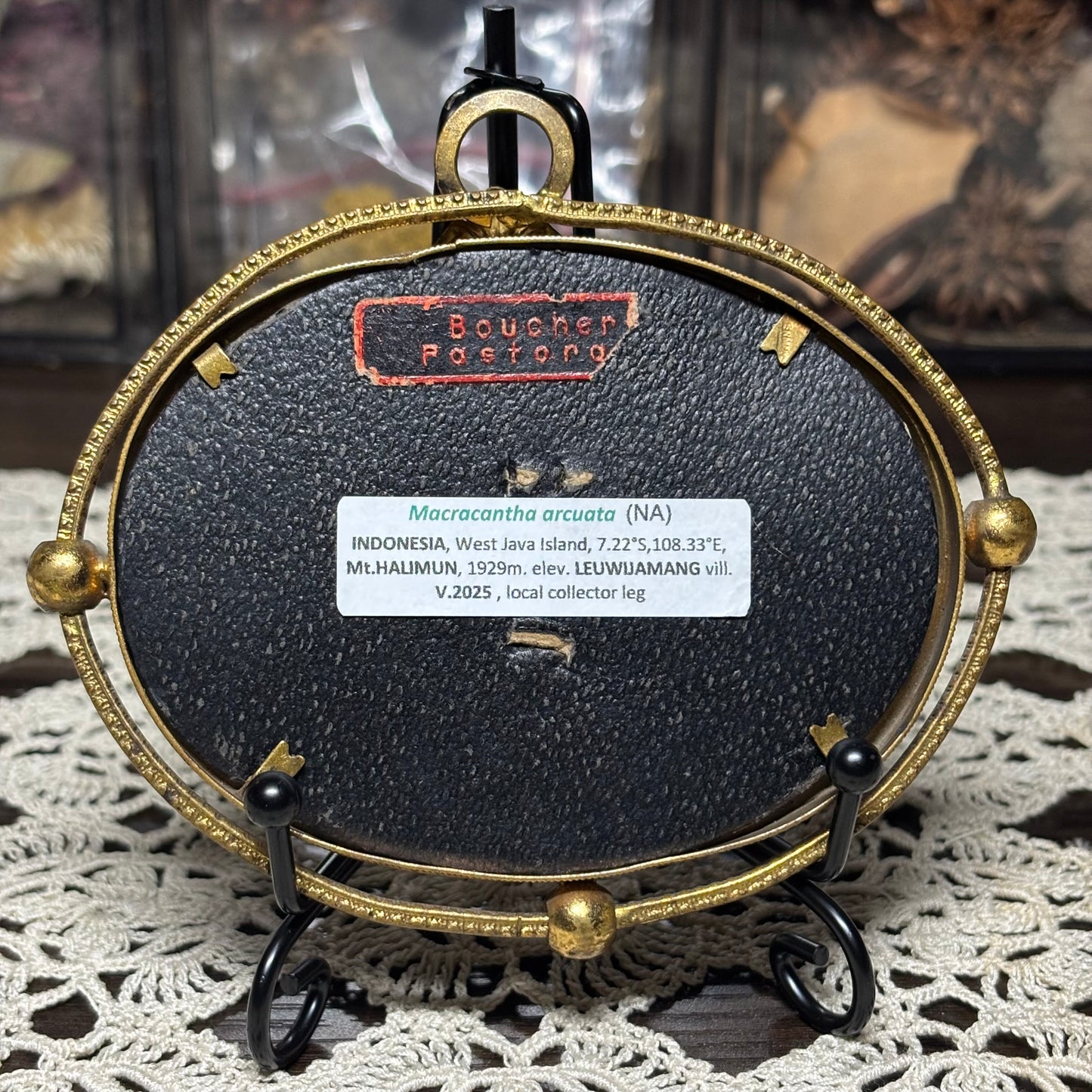 wishbone orb weaver vintage frame