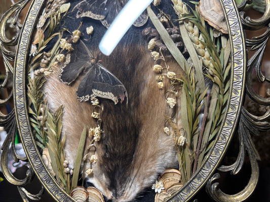 tanned muskrat face & promethea moths ornate frame