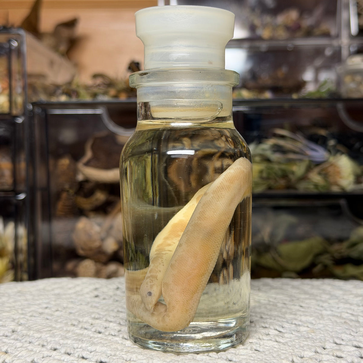 neonate albino sand boa wet specimen