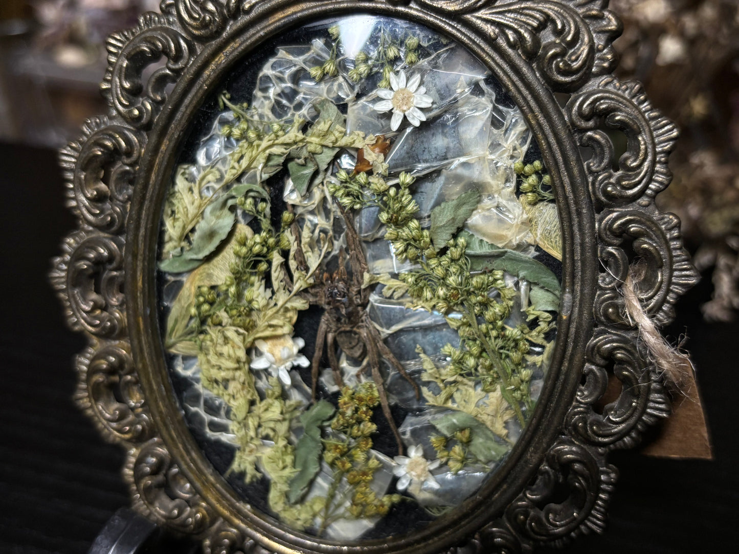 wolf spider ornate frame