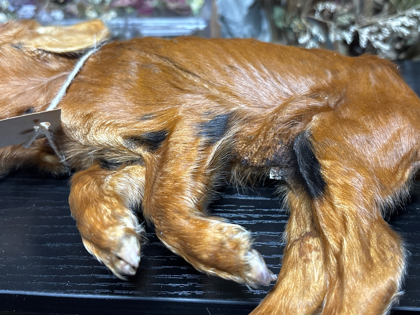 mummified kunekune piglet