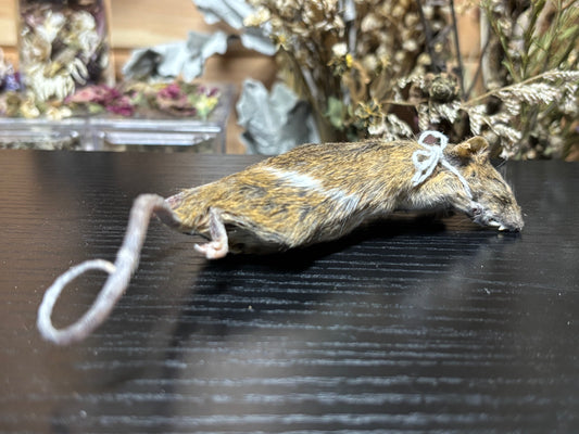 mummified brindle adult fancy mouse