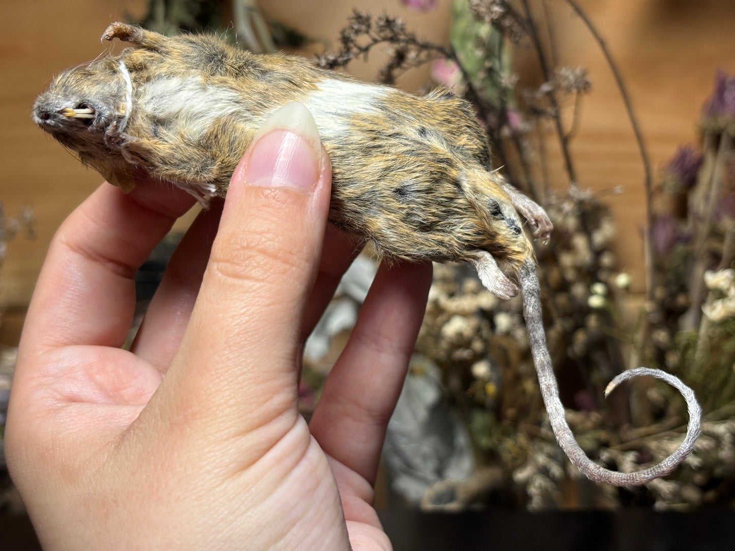 mummified brindle adult fancy mouse