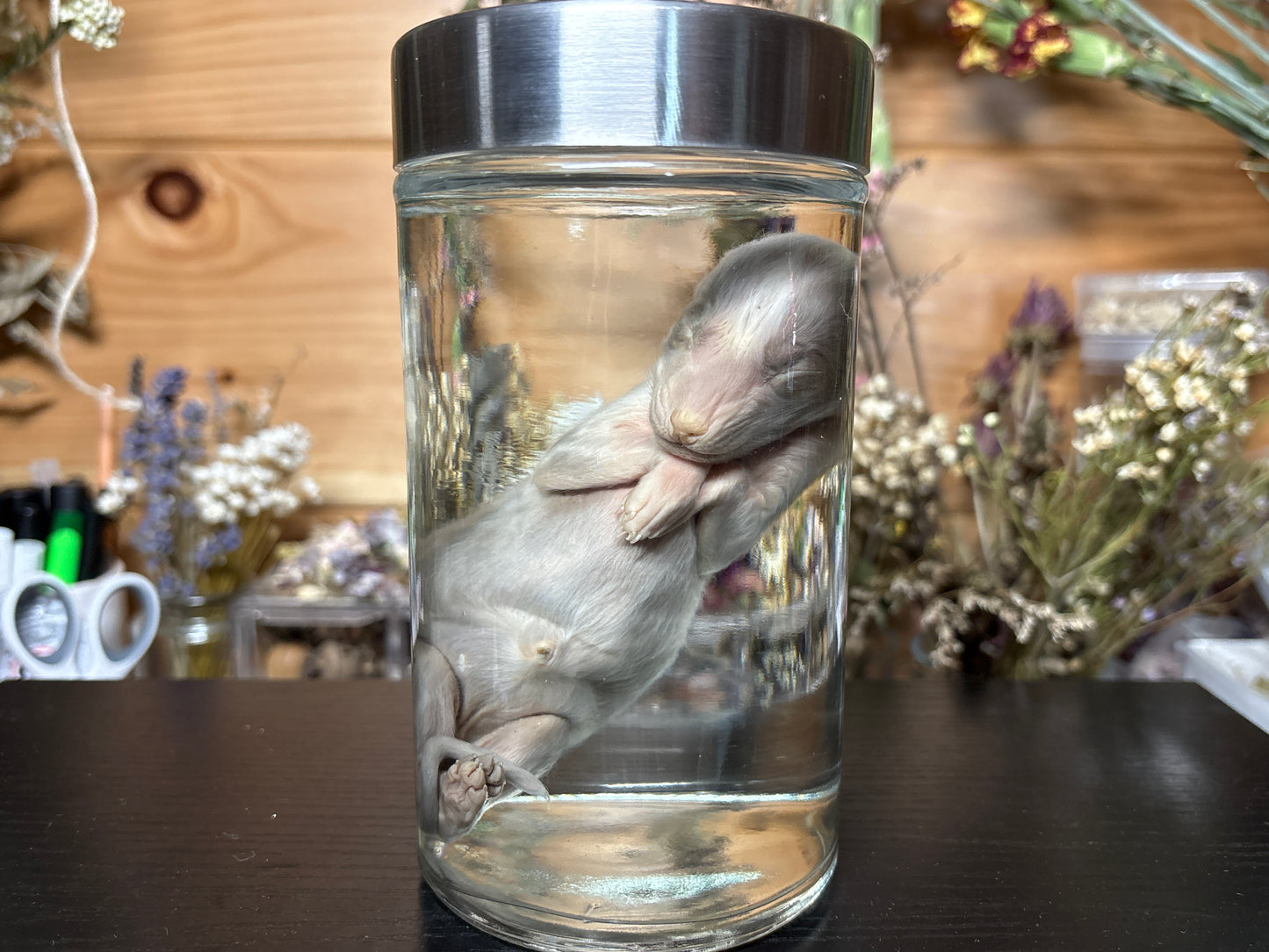 newborn silver ranch fox wet specimen