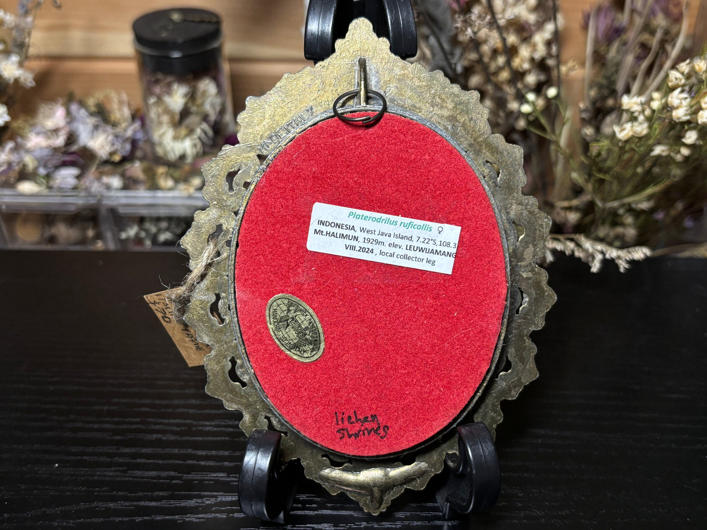 trilobite beetle ornate frame