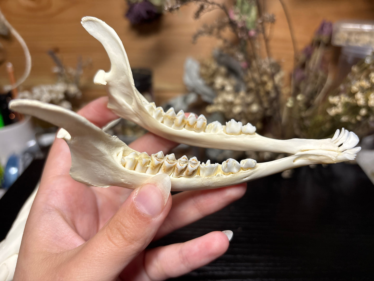 yearling muntjac skull
